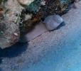 Graue Muräne (Gymnothorax pictus)