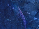Langschnauzen-Büschelbarsch (Oxycirrhites typus)
