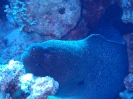 Riesenmuräne (Gymnothorax javanicus)
