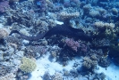 Riesenmuräne (Gymnothorax javanicus)