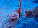 Harlekin-Geisterpfeifenfisch (Solenostomus paradoxus)