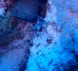 Gebänderte Scherengarnele (Stenopus hispidus)