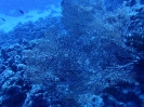 Riesenfächergorgonie(Annella mollis)