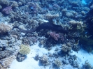 Riesenmuräne (Gymnothorax javanicus)