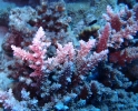 Kleinpolpypige Steinkoralle (Acropora divaricata)