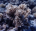 Kleinpolypige Steinkoralle (Acropora rufus)
