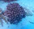 Kleinpolypige Steinkoralle (Pocillopora verrucosa)