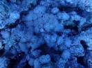 Weichkoralle (Xenia umbellata)