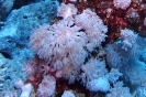 Weichkoralle (Xenia umbellata)