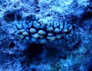 Warzenschnecke (Phyllidia rueppelii)