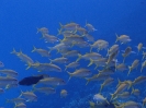 Gelbschwanz-Meerbarben (Mulloidichthys vanicolensis)