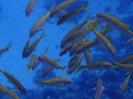 Seitenfleck-Meerbarben (Mulloidichthys flavolineatus)