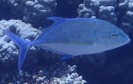 Blauflossen-Makrele (Caranx melampygus)