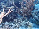 Kleinpolypige Steinkoralle (Acropora rufus)