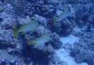 Schwarztupfen-Süßlippe (Plectorhinchus gaterinus)
