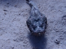 Buckel-Drachenkopf(Scorpaenopsis diabolus)
