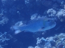 Großaugen-Straßenkehrer (Monotaxis grandoculis)