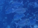 Großaugen-Straßenkehrer (Monotaxis grandoculis)
