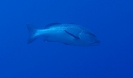 Doppelfleckschnapper (Lutjanus bohar) 