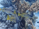 Gelbstreifen-Meerbarben (Mulloidichthys flavolineatus)