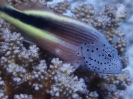 Gestreifter Korallenwächter  (Paracirrhites forsteri)