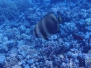 Langflossen-Fledermausfisch (Platax teira)