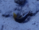 Vogel-Lippfisch (Gomphosus caeruleus)