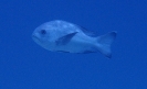 Schwarzweiß-Schnapper (Macolor niger)