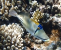 Rotmeer-Picassodrückerfisch (Rhinecanthus assasi)