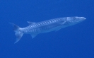 Großer Barrakuda (Sphyraena barracuda) 