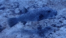 Gepunkteter Igelfisch (Diodon hystrix)