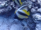 Rotmeer-Wimpelfisch (Heniochus intermedius)