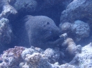 Riesenmuräne (Gymnothorax javanicus)
