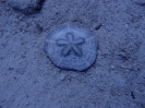 Sanddollar (Clypeaster humilis)