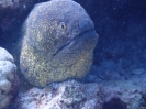 Rußkopfmuräne (Gymnothorax flavimarginatus)