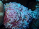 Echter Steinfisch (Synanceia verrucosa)