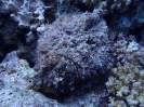 Echter Steinfisch (Synanceia verrucosa)