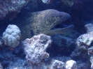 Rußkopfmuräne (Gymnothorax flavimarginatus)