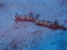 Sternenschnecken (Hypselodoris pulchella)