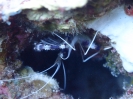 Gebänderte Scherengarnele (Stenopus hispidus)