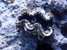 Riesenmuschel (Tridacna noae )