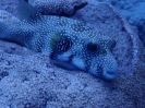 Weißflecken-Kugelfisch (Arothron hispidus)