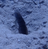 Augenfleck-Partnergrundel (Cryptocentrus caeruleopunktatus)
