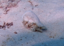 Einsiedlerkrebs (Calcinus latens)