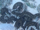 Gefleckte Wurmseegurke (Synapta maculata)