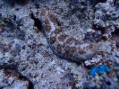Gestrichelte Seegurke (Pearsonothuria graeffei)