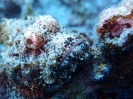 Bärtiger Drachenkopf (Scorpaenopsis barbata)
