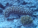 Gestrichelte Seegurke (Pearsonothuria graeffei)