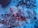 Bärtiger Drachenkopf (Scorpaenopsis barbata)