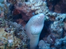 Graue Muräne (Gymnothorax pictus)